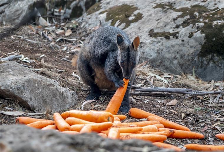 Wallaby von Hof bei Brake entlaufen Zwei junge Wallabys sind von dem Hof bei Brake entlaufen.