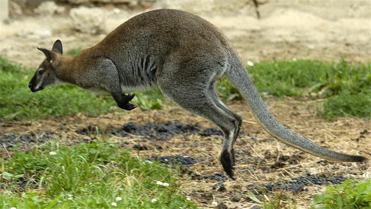 Zwei Kängurus enthauptet! Gräueltat in Solinger Tierpark Zwei Kängurus wurden in Solingen geköpft - die Ermittler suchen nun einen unbekannten Tierquäler. (Symbolbild)