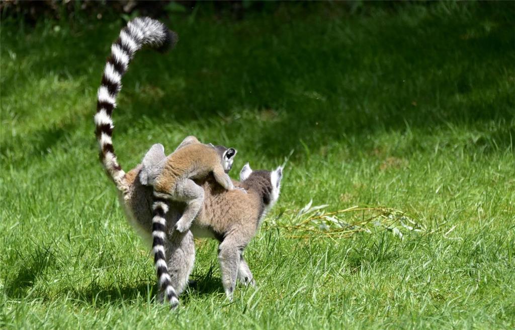 Zwei kleine Kattas gibt es im begehbaren Lemuren-Gehege.
