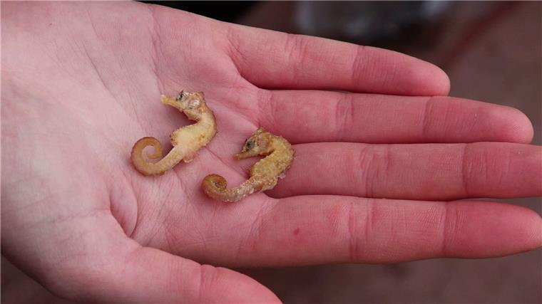 Zwei leblose Kurzschnäuzige Seepferdchen („Hippocampus hippocampus“) liegen in der Hand eines Naturschutzwartes.