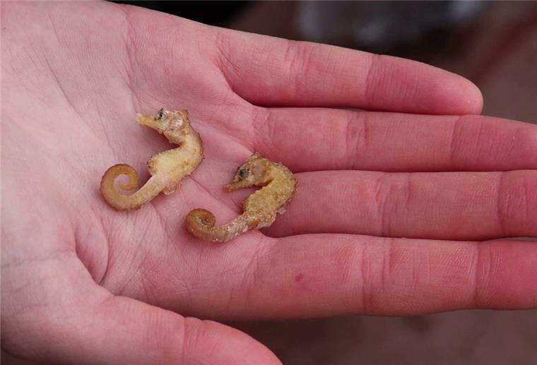 Zwei leblose Kurzschnäuzige Seepferdchen («Hippocampus hippocampus») liegen in der Hand eines Naturschutzwartes.