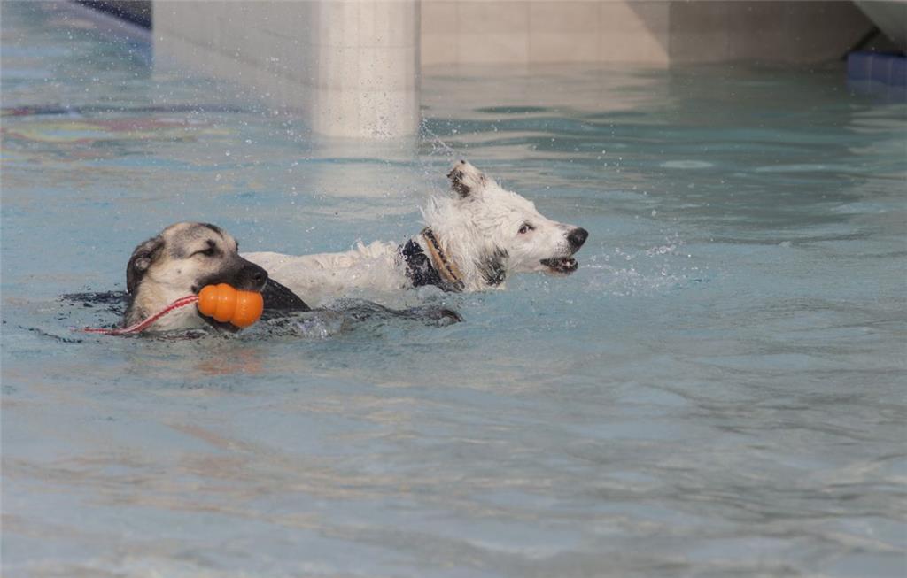 Zwei &quot;Seehunde&quot; im Watt&apos;n Bad.