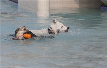 Zwei &quot;Seehunde&quot; im Watt&apos;n Bad.
