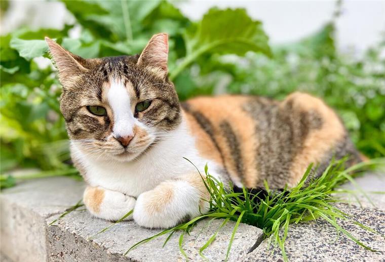 Katzen auf grausame Weise ermordet! Verstörender Fall von Tierquälerei vor Gericht Eine Katze sitzt am Rand eines Gemüsebeets.