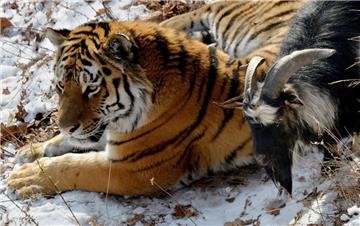 Tiger nimmt Ziege zum Freund