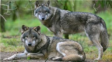Zwei Wölfe sind im Gehege im Wildpark Schorfheide zu sehen.