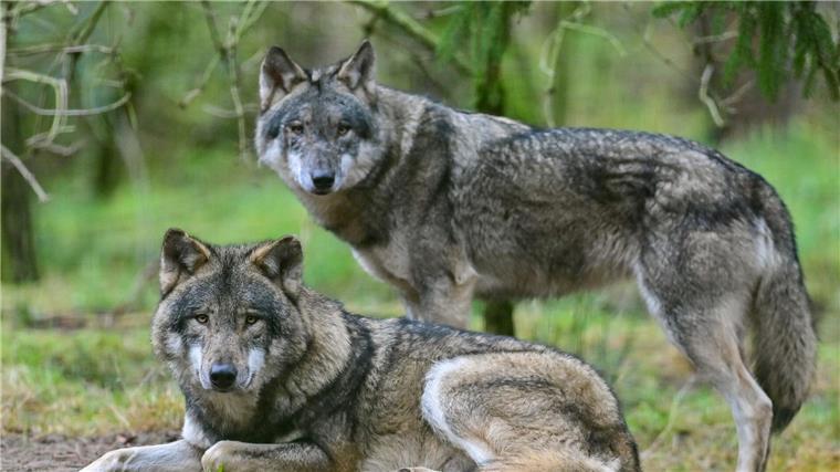 Tierhalter dringen auf Lockerungen des Wolfschutzes Zwei Wölfe sind in einem Gehege in einem Wildpark zu sehen.