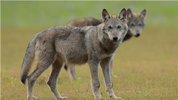 Zwei Wolfswelpen stehen auf einem Feld.