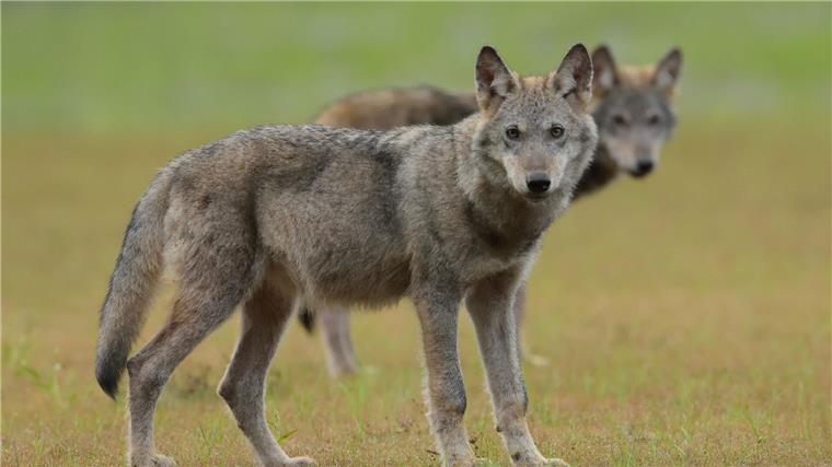 Zwei Wolfswelpen stehen auf einem Feld.
