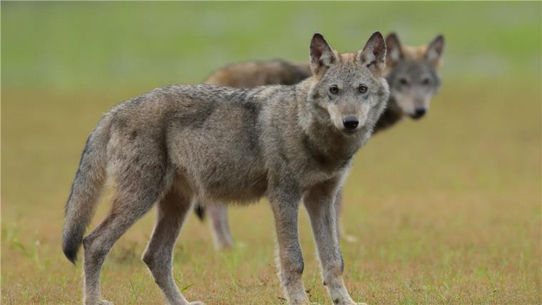 Zwei Wolfswelpen stehen auf einem Feld.