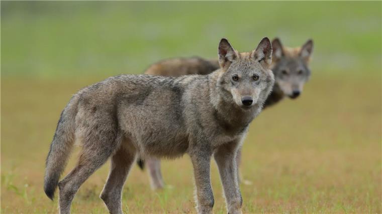 Zwei Wolfswelpen stehen auf einem Feld.