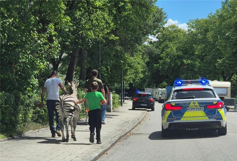 Zebra und Streifenwagen auf Straße