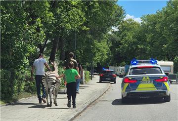 Zebra und Streifenwagen auf Straße