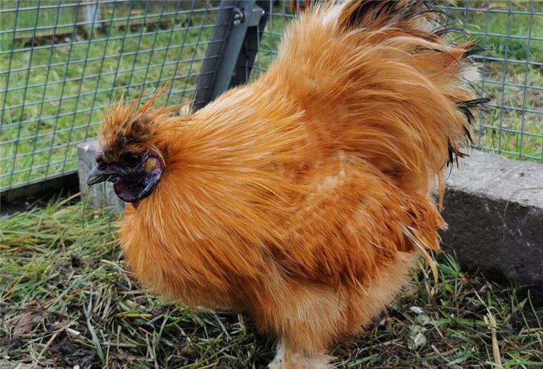 Zwerg-Seidenhahn sucht eine neue Hennengruppe Zwerg-Seidenhahn Pinoccio sucht ein neues Zuhause.