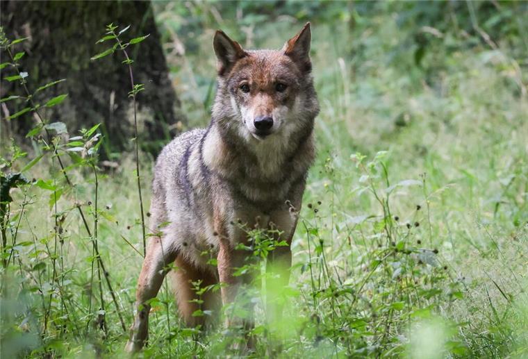 Niedersachsen: Wolf soll nicht mehr als gefährdet gelten Eine ausgewachsener weiblicher Wolf steht in seinem Gehege im Tierpark Eekholt.