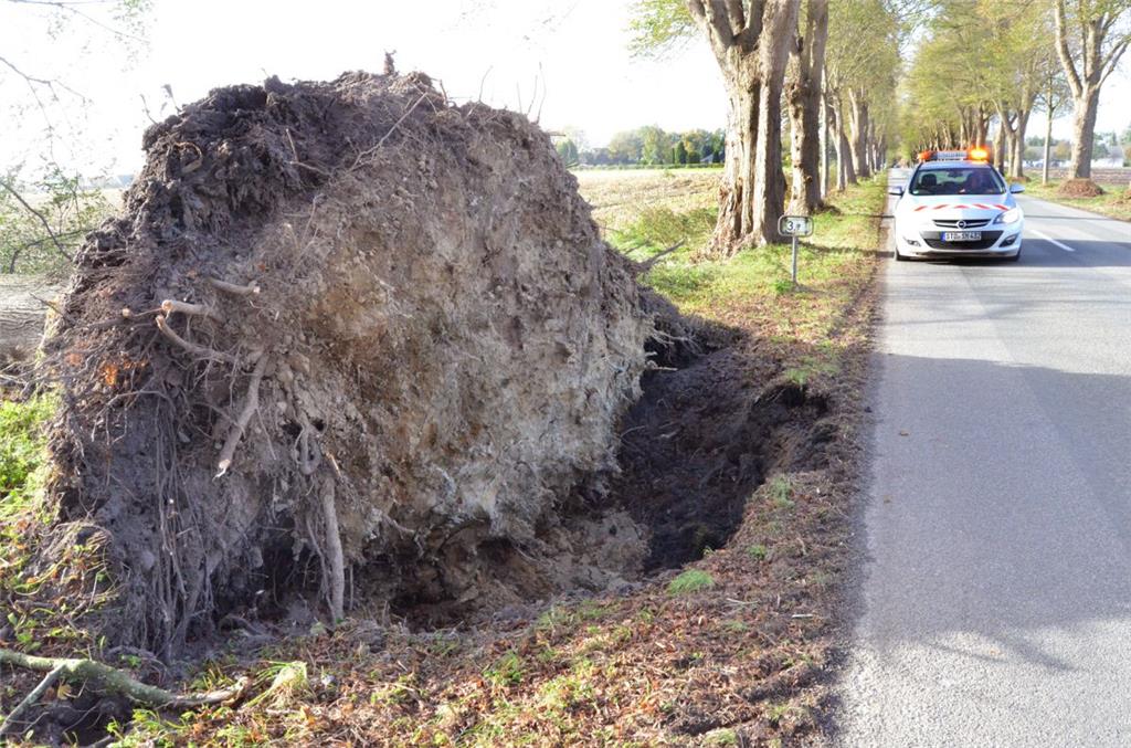 Zwischen Loxstedt und Sellstedt ist dieser Baum umgeknickt. Foto: Fixy