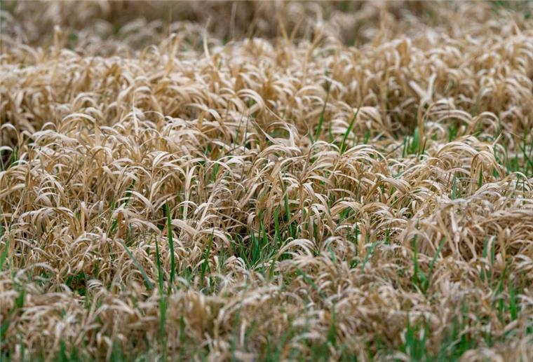 Sonne satt, kaum Regen: Nordsee-Region steuert auf Dürresommer zu Vertrocknetes Gras steht auf einer Wiese am Ortsrand.